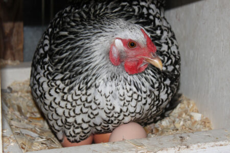 Pros and Cons of Lighting Your Chicken Coop Image